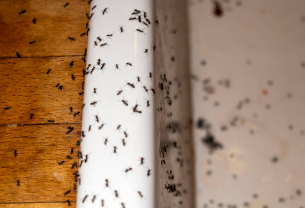 Best Cockroach Control Services  in Ebensburg, PA