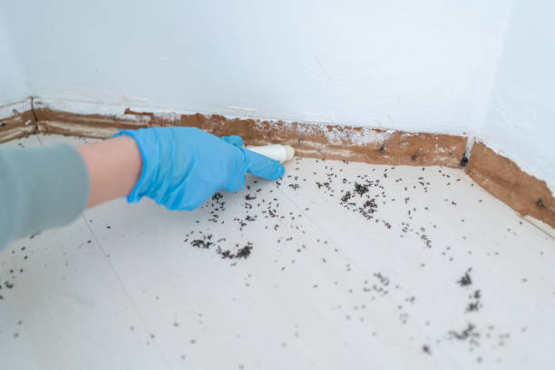 Best Pest Control Treatment  in Ebensburg, PA